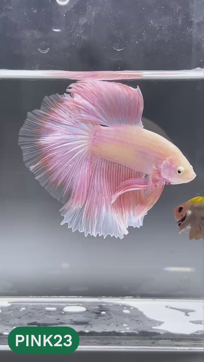 Pink Halfmoon Male Betta Fish | You Pick Fish | Order Directly From Farm