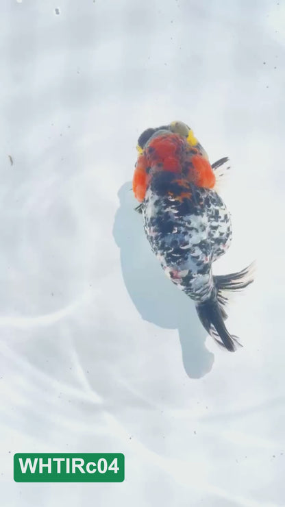 Pearl White Tiger Calico Ranchu Goldfish | You Pick Fish