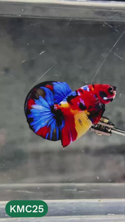 Multicolor Yellow Base Plakat Male Betta Fish | Order Directly From Farm |  You Pick Fish