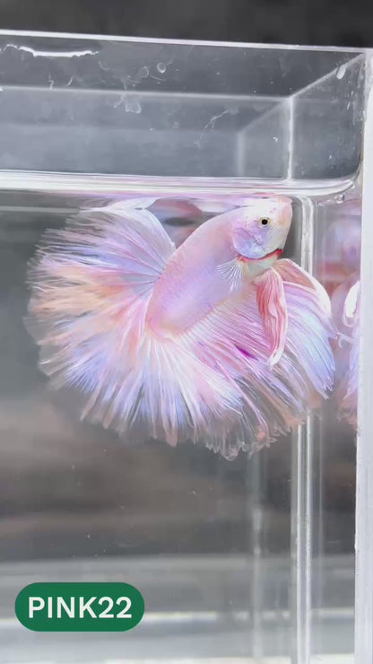 Pink Halfmoon Male Betta Fish | You Pick Fish | Order Directly From Farm
