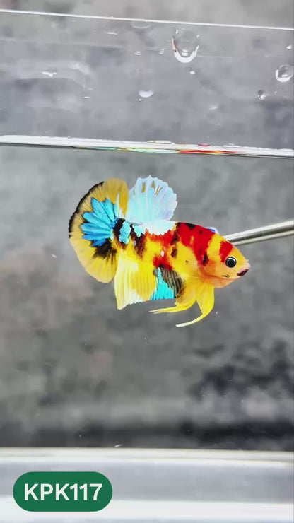 Multicolor Yellow Base Plakat Male Betta Fish | Order Directly From Farm |  You Pick Fish