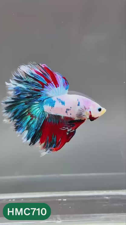 Multicolor Halfmoon Male Betta Fish | High Grade | Order Directly From Farm |  You Pick Fish |