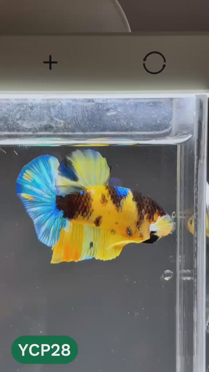 Koi Yellow Plakat Male Betta Fish | Show Grade | You Pick Fish