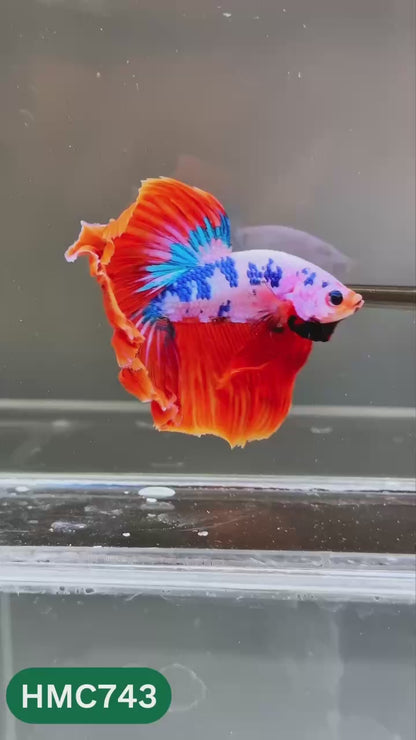Multicolor Halfmoon Male Betta Fish | High Grade | Order Directly From Farm |  You Pick Fish |