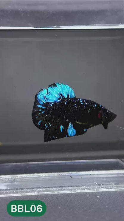 Black Star Nebula Plakat Male Betta | You Pick Betta | High Grade