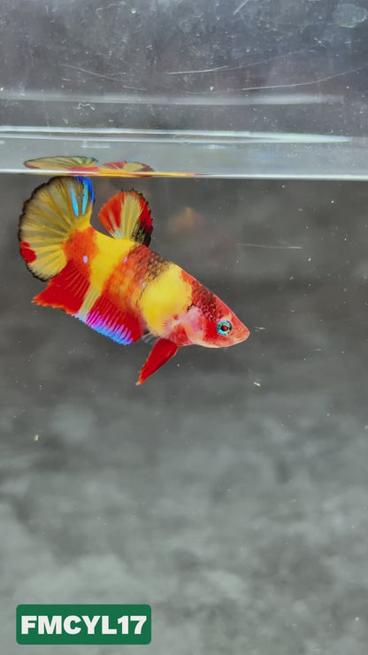 Multicolor Yellow Base Female Betta Fish | You Pick Fish  | High Grade