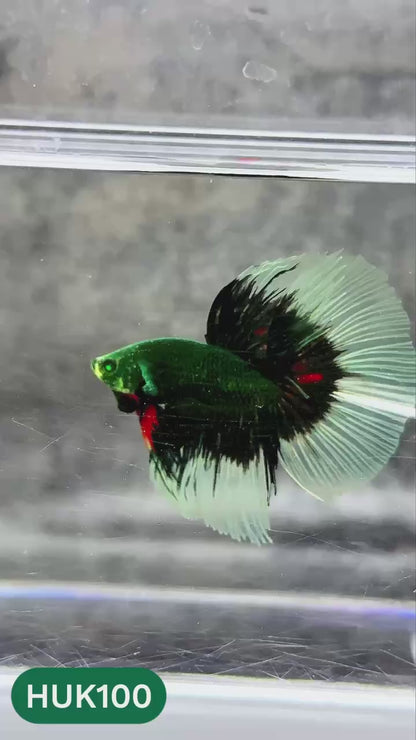Black Hulk Halfmoon Male Betta Fish | You Pick Fish