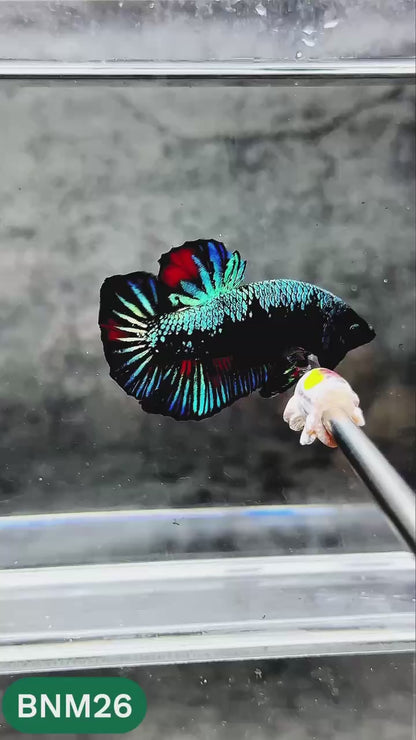 Dark Flame Hellfire Plakat Male Betta Fish | You Pick Fish | Rare Betta