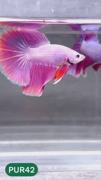 Purple Halfmoon Male Betta Fish | You Pick Fish | Order Directly From Farm