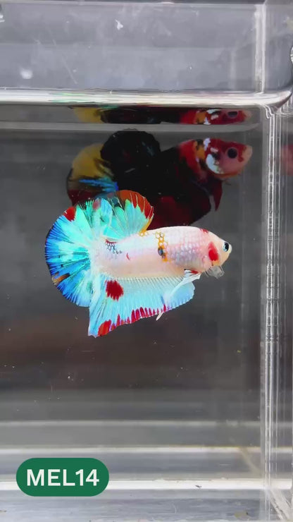 Metallic Plakat Betta Fish | You Pick Betta | Show Grade