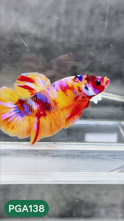 King Giant Plakat Male Betta Fish | You Pick Fish | High Grade