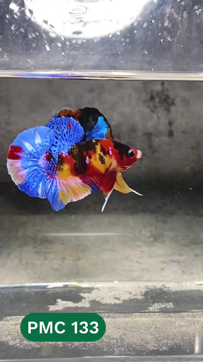 Multicolor Plakat Male Betta Fish |Show Grade|  You Pick Fish