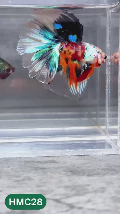 Multicolor Halfmoon Male Betta Fish | High Grade | Order Directly From Farm |  You Pick Fish |