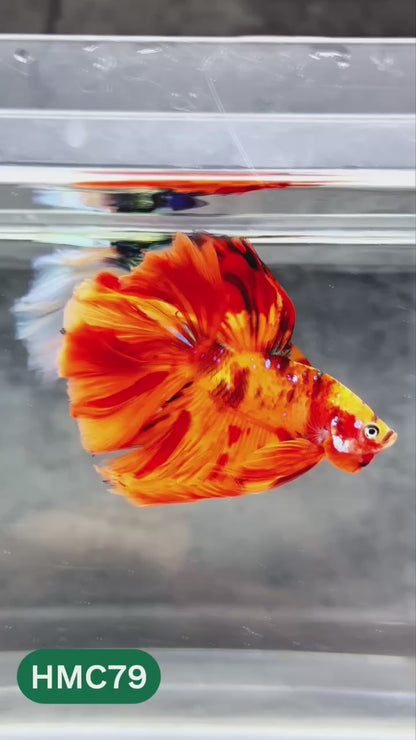 Nemo Halfmoon Male Betta Fish | Order Directly From Farm | You Pick Fish