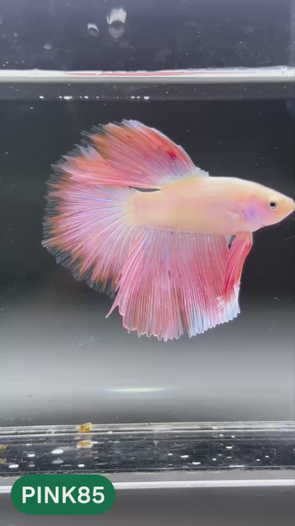 Pink Halfmoon Male Betta Fish | You Pick Fish | Order Directly From Farm