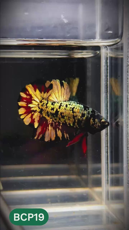 Black Panther Plakat Male Betta Fish | You Pick Fish | Rare Betta