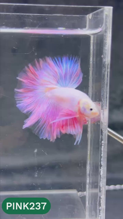 Pink Halfmoon Male Betta Fish | You Pick Fish | Order Directly From Farm