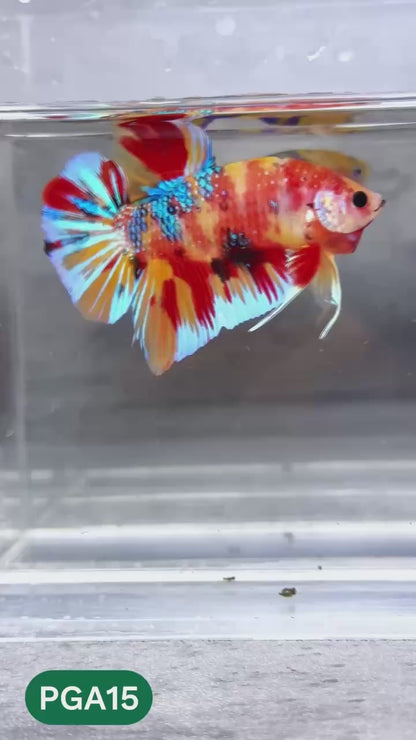 King Giant Plakat Male Betta Fish | You Pick Fish | High Grade