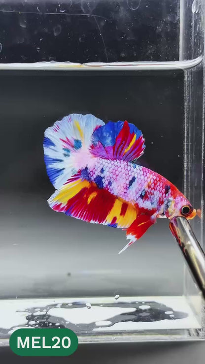 Multicolor Metallic Plakat Male Betta Fish | You Pick Fish | Exclusive Grade