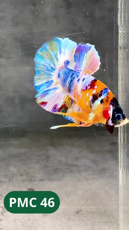 Multicolor Plakat Male Betta Fish |Show Grade|  You Pick Fish