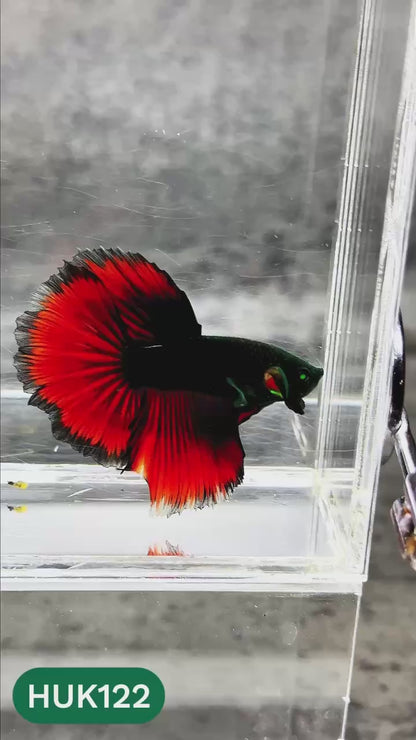 Black Hulk Halfmoon Male Betta Fish | You Pick Fish