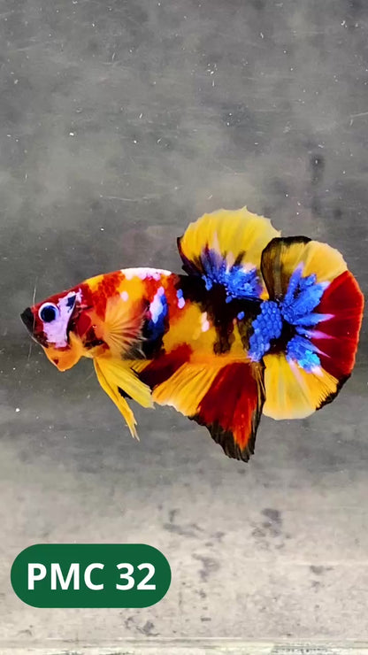 Multicolor Plakat Male Betta Fish |Show Grade|  You Pick Fish