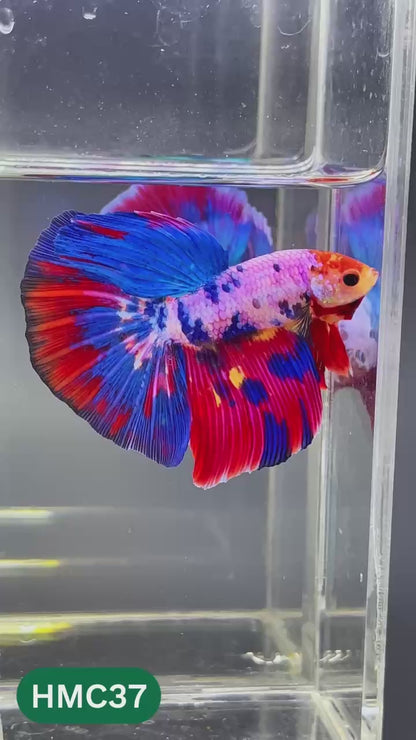 Multicolor Halfmoon Male Betta Fish | High Grade | Order Directly From Farm |  You Pick Fish |