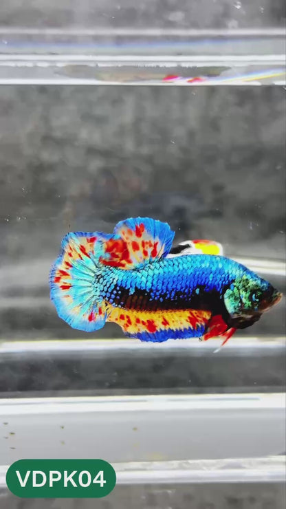 Vanda Plakat Male Betta Fish | You Pick Fish | Exotic Betta