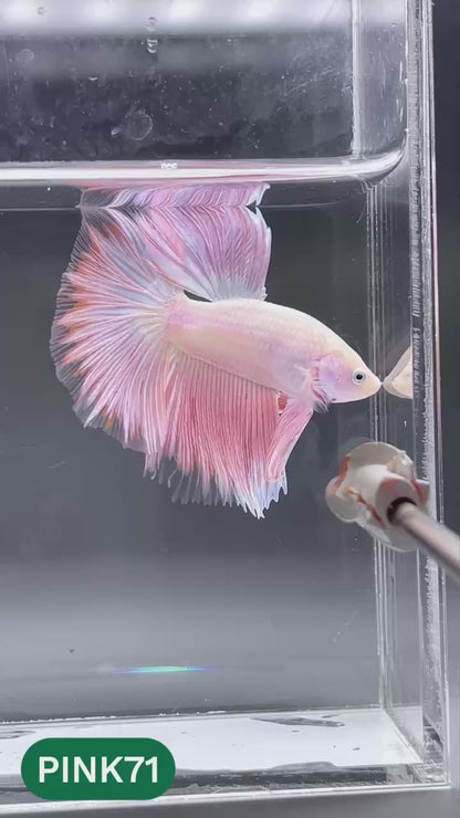 Pink Halfmoon Male Betta Fish | You Pick Fish | Order Directly From Farm