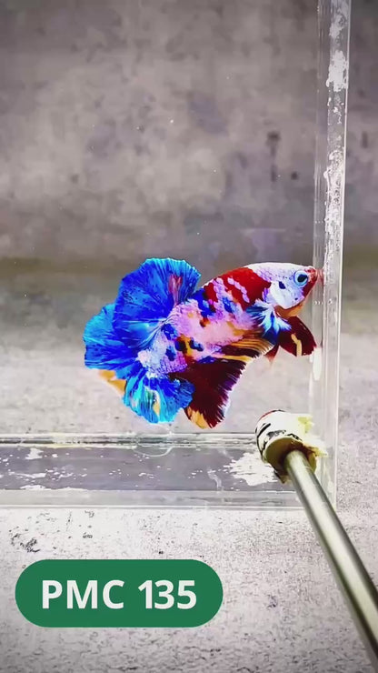 Multicolor Plakat Male Betta Fish |Show Grade|  You Pick Fish
