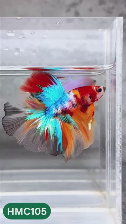 Multicolor Halfmoon Male Betta Fish | High Grade | Order Directly From Farm |  You Pick Fish |