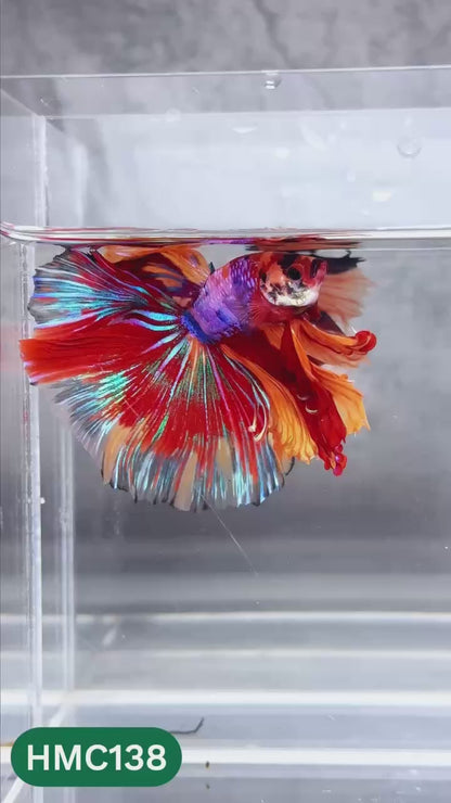 Multicolor Halfmoon Male Betta Fish | High Grade | Order Directly From Farm |  You Pick Fish |