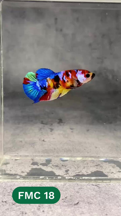 Multicolor Female Betta Fish | You Pick Fish | High Grade