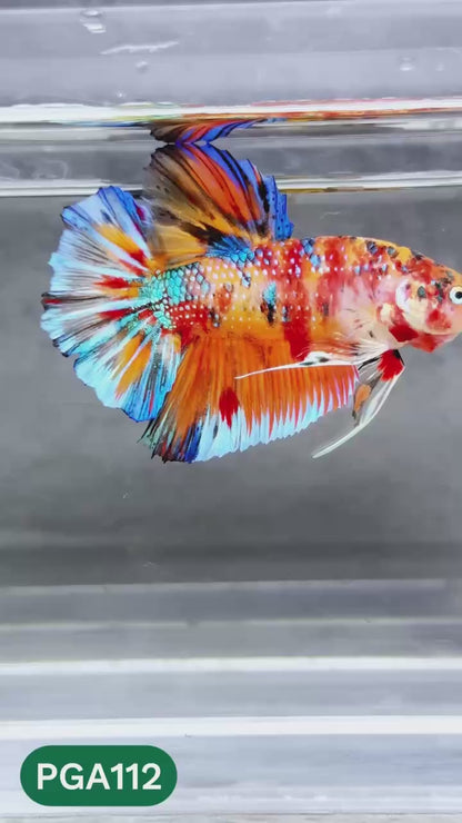 King Giant Plakat Male Betta Fish | You Pick Fish | High Grade