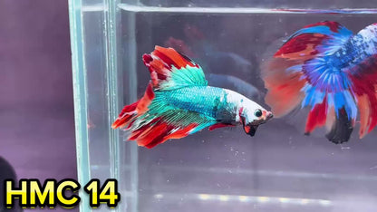 Multicolor Halfmoon Male Betta Fish | High Grade | Order Directly From Farm|  You Pick Fish |