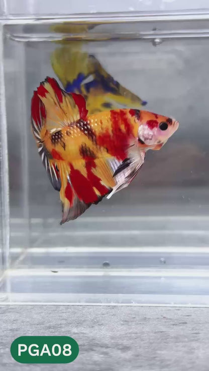 King Giant Plakat Male Betta Fish | You Pick Fish | High Grade