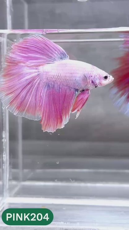 Pink Halfmoon Male Betta Fish | You Pick Fish | Order Directly From Farm