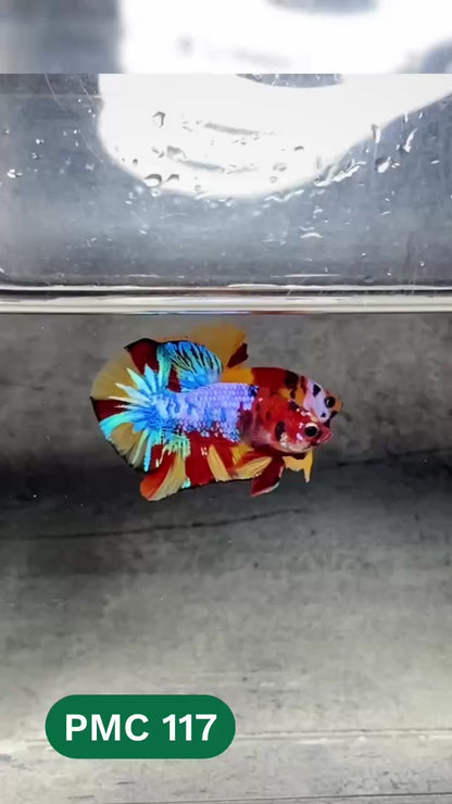 Multicolor Plakat Male Betta Fish |Show Grade|  You Pick Fish