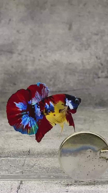 Multicolor Plakat Male Betta Fish |Show Grade|  You Pick Fish