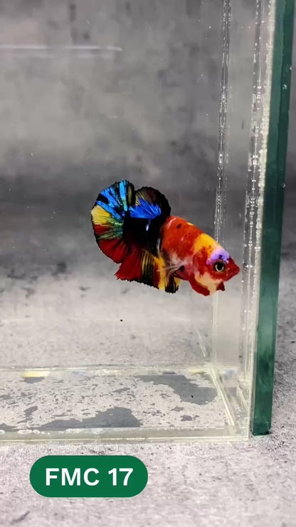 Multicolor Female Betta Fish | You Pick Fish | High Grade