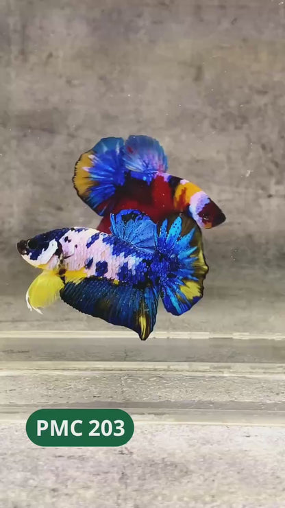 Multicolor Plakat Male Betta Fish |Show Grade|  You Pick Fish