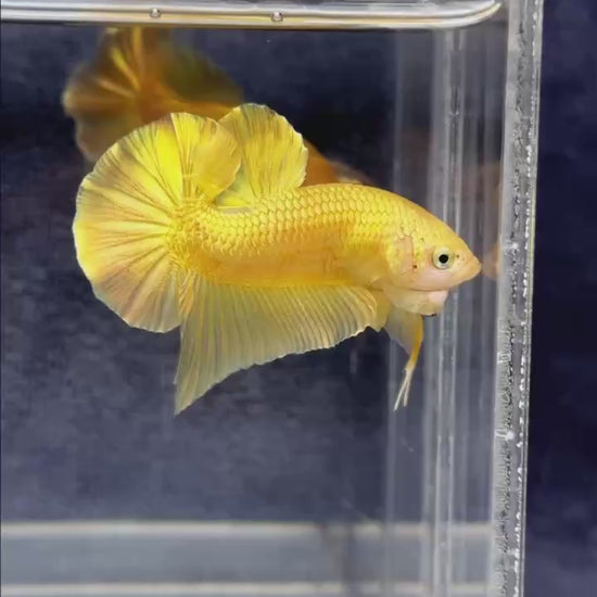 Super Gold Plakat Male Betta Fish