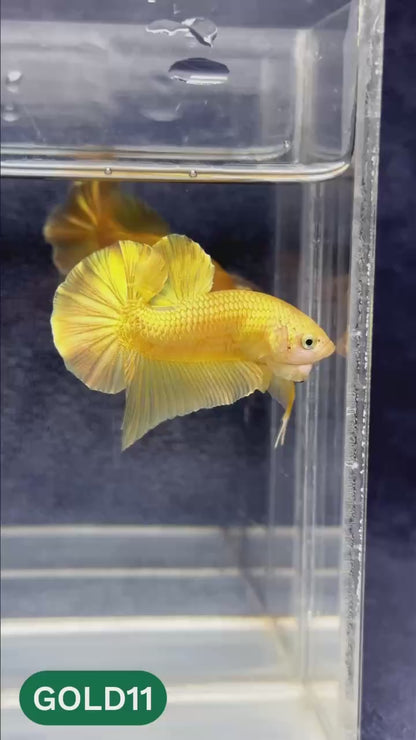 Super Gold Plakat Male Betta Fish