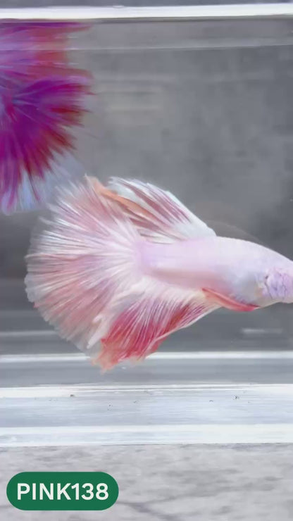 Pink Halfmoon Male Betta Fish | You Pick Fish | Order Directly From Farm