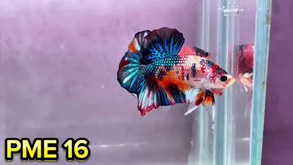 Metallic Plakat Betta Fish | You Pick Betta | Show Grade