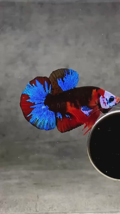 Multicolor Plakat Male Betta Fish |Show Grade|  You Pick Fish