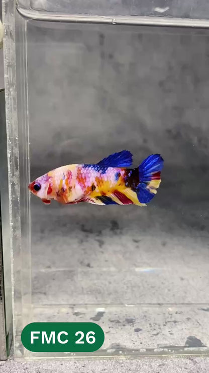 Multicolor Female Betta Fish | You Pick Fish | High Grade