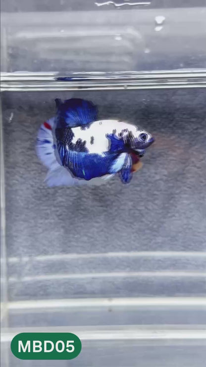 Blue Marble Dot Plakat Male Betta Fish | You Pick Fish