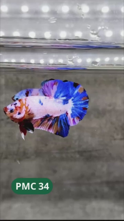Multicolor Plakat Male Betta Fish |Show Grade|  You Pick Fish