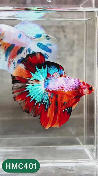 Multicolor Halfmoon Male Betta Fish | Order Directly From Farm | You Pick Fish